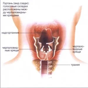 Cum să restabiliți corzile vocale acasă