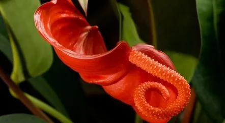 Floarea fericirii masculine (Anthurium) prevestiri