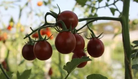 Tomato Black Pear Recenzii, fotografii