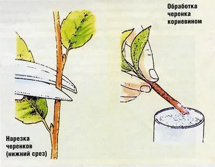 tăiați