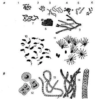A királyság baktériumok - studopediya