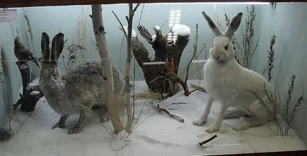 Подобни и различни от зайци и заек заек