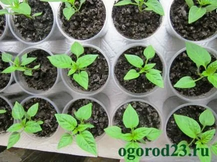 Cum de a fertiliza răsaduri de varză, grădină cresc!