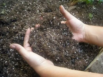 Cum de a fertiliza răsaduri de varză, grădină cresc!