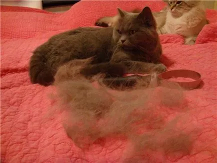 Cauzele cele mai frecvente purtatori de la pisici și ce să facă în cazul în care o pisica aruncă mult