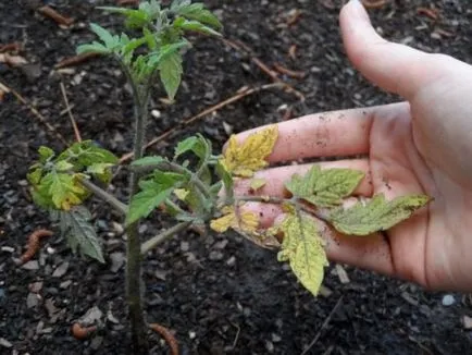 Cum de a fertiliza răsaduri de varză, grădină cresc!