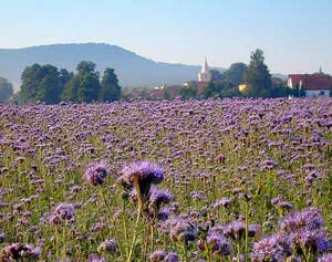 pentru