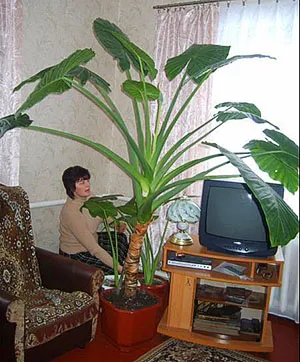 Fotografie și descrierea speciilor de alocasia (partea 2)