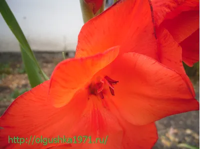 gladiole