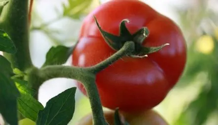 Descrierea soiului de tomate Kibo F1,recenzii, fotografii