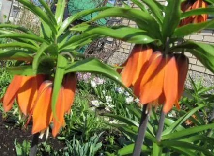 Cocoasul imperial sau fritillaria