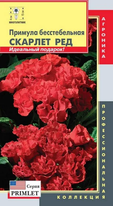 Primula besstelnaya roșu Scarlet