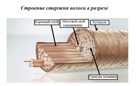 Structura, funcțiile și fazele creșterii părului