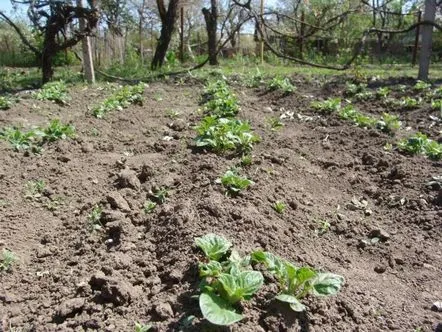 Ce să plantezi în grădină în luna mai