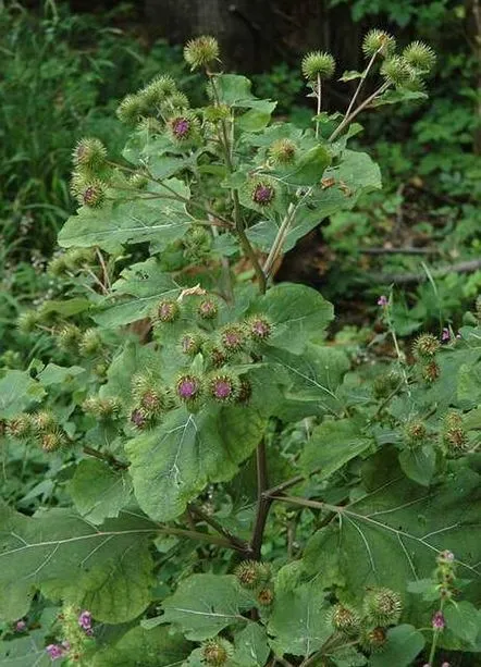 Brusture (brusture), observații în natură la grădiniță