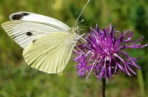 Musca albă a varzei este un dăunător al culturilor