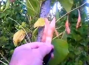 Sfaturi video despre cultivarea fasolei verzi în curtea din spate