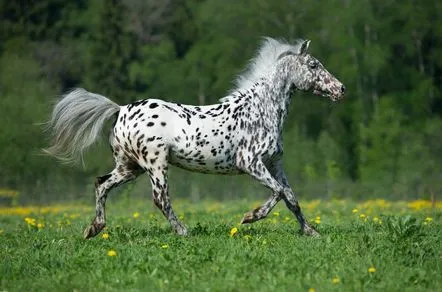 Rasa de ponei Appaloosa, descriere, fotografie