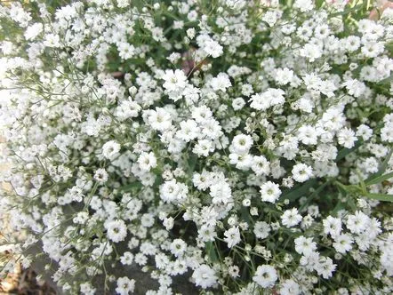 Rață Gypsophila, rostogolește câmpul