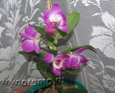 dendrobium