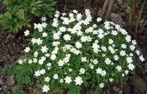 Cultivarea anemonelor