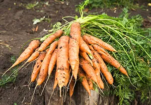 Când să plantezi morcovi în regiunea Leningrad