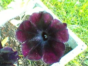 Petunia Sophistica Blackberry este o culoare radical spectaculoasă