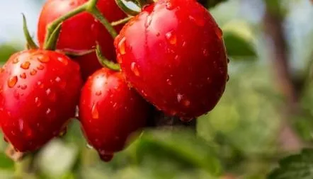 Descrierea soiului Tomato Pink Flamingo, caracteristici, fotografii și recenzii