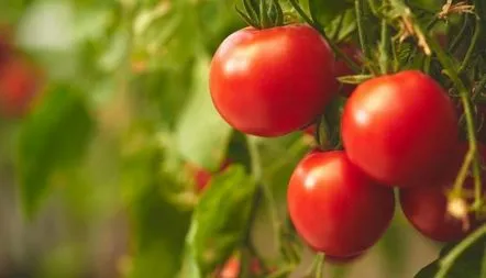 Tomate Siberian Descrierea soiului de coacere timpurie, fotografie, caracteristici