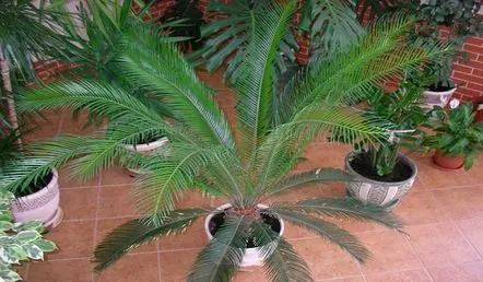 Îngrijirea Cycas la domiciliu