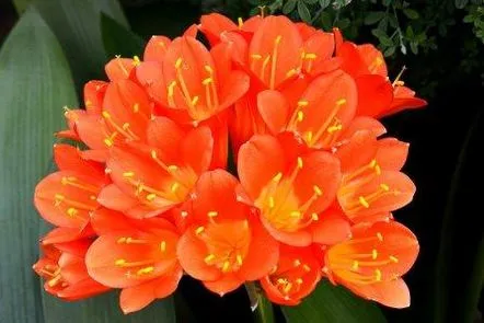 clivia