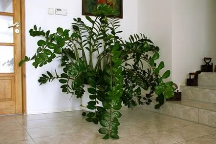 Modalități de a crește Zamioculcas acasă