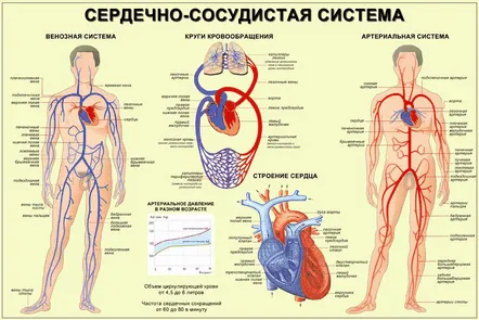 Boli cardiovasculare și stil de viață