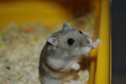 Cum să îngrijești un hamster