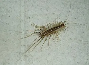 centiped