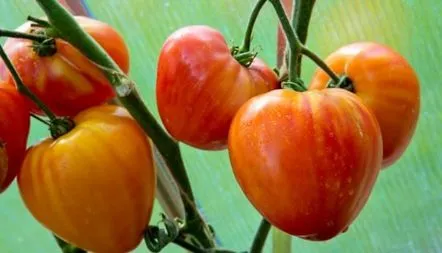 Tomate Descrierea soiului de vacanță preferată, recenzii, fotografii, caracteristici