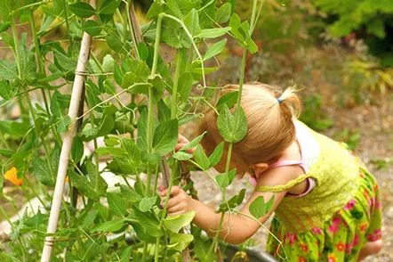 Care sunt beneficiile mazării cultivate în grădina ta