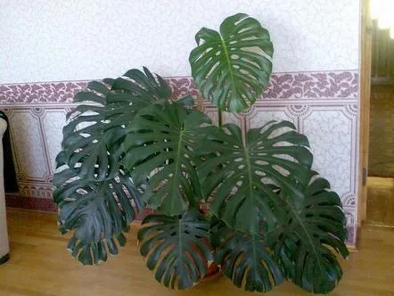 plantă