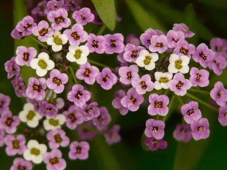 arabis