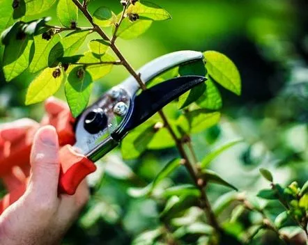 Tăierea copacilor de grădină pe exemplul unui măr