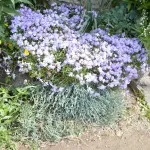 Phlox stiloid Plantare și îngrijire