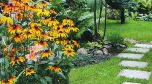 Compoziții de flori de rudbeckia în grădină