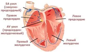 Blocajul sinoatrial a „pierdut” impulsul electric.