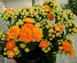 Kalanchoe blossfeldiana este o plantă frumoasă și utilă