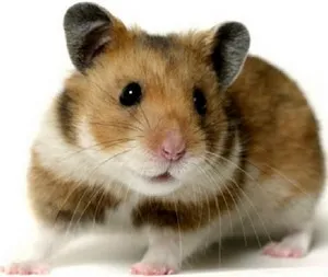 Nutriție adecvată pentru hamsterii Dzungar