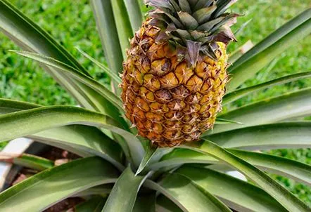 Și știți ce tipuri și soiuri de ananas există în natură