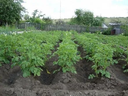 Agrotehnica culturii cartofilor