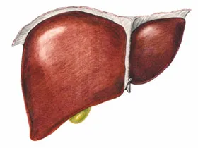 Tratamentul și prevenirea ficatului
