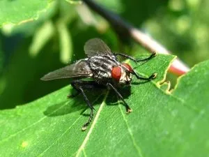 Musca de varză este cel mai mare dușman al verzei