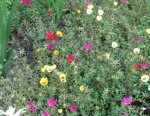 Purslane este o floare uimitoare